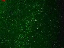 Monoclonal Anti-KCNJ2 antibody produced in mouse clone S112B-14, 1&#160;mg/mL, purified immunoglobulin