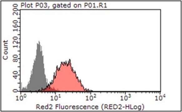 Anti-Beclin-1 Antibody, clone 9A1.1 clone 9A1.1, from mouse