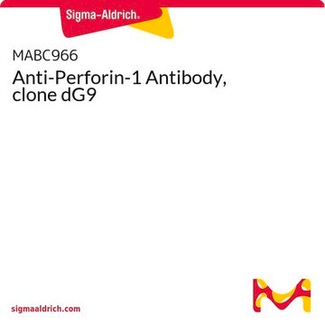 Anti-Perforin-1 Antibody, clone dG9