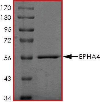 EPHA4 (610-887), active, GST tagged human PRECISIO&#174; Kinase, recombinant, expressed in baculovirus infected Sf9 cells, &#8805;70% (SDS-PAGE), buffered aqueous glycerol solution