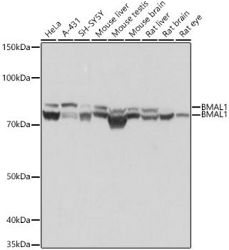 Anti-BMAL1 Antibody, clone 4F5N3, Rabbit Monoclonal