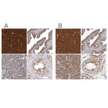 Anti-OXR1 antibody produced in rabbit Prestige Antibodies&#174; Powered by Atlas Antibodies, affinity isolated antibody, buffered aqueous glycerol solution, ab3