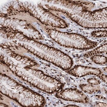 Anti-WBP4 antibody produced in rabbit Prestige Antibodies&#174; Powered by Atlas Antibodies, affinity isolated antibody, buffered aqueous glycerol solution