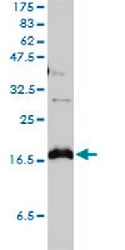 Anti-CLDN1 Mouse mAb (1C5-D9) liquid, clone 1C5-D9, Calbiochem&#174;