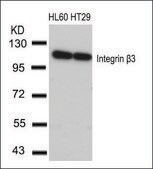 Anti-ITGB3 (Ab-773) antibody produced in rabbit affinity isolated antibody