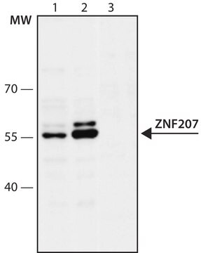 Anti-ZNF207 (107-118) antibody produced in rabbit IgG fraction of antiserum