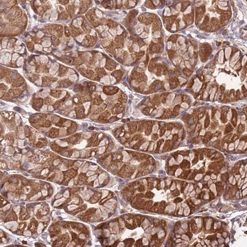 Anti-SLC44A5 antibody produced in rabbit Prestige Antibodies&#174; Powered by Atlas Antibodies, affinity isolated antibody, buffered aqueous glycerol solution