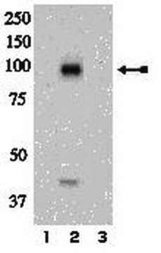 Anti-phospho-IR (Tyr972) Antibody Upstate&#174;, from rabbit