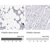 Anti-ITGA2B antibody produced in rabbit Prestige Antibodies&#174; Powered by Atlas Antibodies, affinity isolated antibody, buffered aqueous glycerol solution