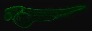 Anti-PCNA antibody produced in rabbit affinity isolated antibody, buffered aqueous solution