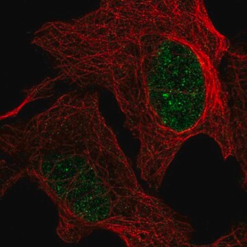 Anti-GMPR2 antibody produced in rabbit Prestige Antibodies&#174; Powered by Atlas Antibodies, affinity isolated antibody