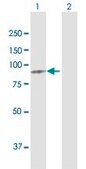 Anti-MTDH antibody produced in rabbit purified immunoglobulin, buffered aqueous solution