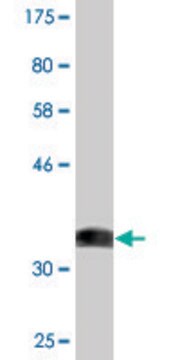 Monoclonal Anti-ACVR1 antibody produced in mouse clone 2D5, purified immunoglobulin, buffered aqueous solution