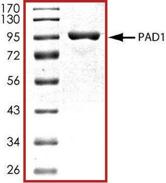 PAD1, GST tagged human recombinant, expressed in baculovirus infected Sf9 cells, &#8805;70% (SDS-PAGE), buffered aqueous glycerol solution