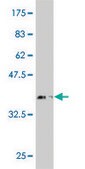 Monoclonal Anti-SOX9, (C-terminal) antibody produced in mouse clone 3F11, purified immunoglobulin, buffered aqueous solution