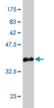 ANTI-LHX1 antibody produced in mouse clone 2A8, purified immunoglobulin, buffered aqueous solution