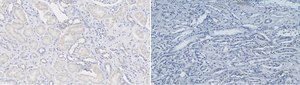 Anti-Nitrotyrosine Antibody Upstate&#174;, from rabbit