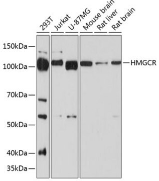 Anti-HMGCR Antibody, clone 6Y9L8, Rabbit Monoclonal