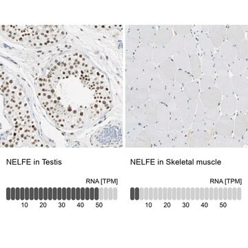 Anti-NELFE antibody produced in rabbit Prestige Antibodies&#174; Powered by Atlas Antibodies, affinity isolated antibody, buffered aqueous glycerol solution