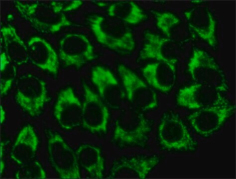 Anti-GRP75 (SQ-15) antibody produced in rabbit ~1&#160;mg/mL, affinity isolated antibody, buffered aqueous solution