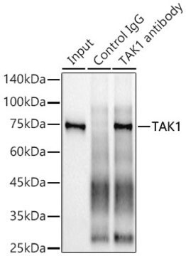 Anti-TAK1 Antibody, clone 1W2B10, Rabbit Monoclonal