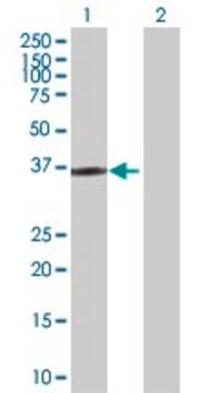 Anti-HOXD1 antibody produced in rabbit purified immunoglobulin, buffered aqueous solution