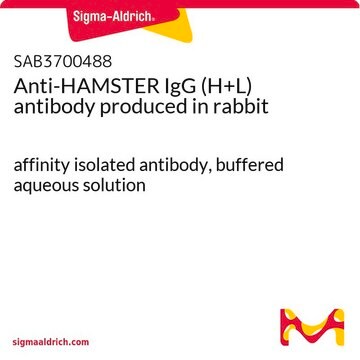 Anti-HAMSTER IgG (H+L) antibody produced in rabbit affinity isolated antibody, buffered aqueous solution