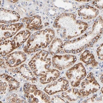 Anti-C9orf3 antibody produced in rabbit Prestige Antibodies&#174; Powered by Atlas Antibodies, affinity isolated antibody, buffered aqueous glycerol solution