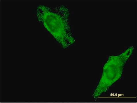 Monoclonal Anti-RALA antibody produced in mouse clone 3E6, purified immunoglobulin, buffered aqueous solution