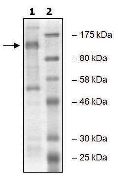 EZH2 human recombinant, expressed in baculovirus infected Sf9 cells, &#8805;49% (SDS-PAGE)