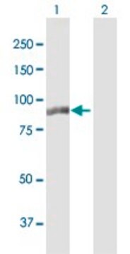 Anti-MLPH antibody produced in mouse IgG fraction of antiserum, buffered aqueous solution