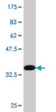 Monoclonal Anti-NLGN1 antibody produced in mouse clone 1D6, purified immunoglobulin, buffered aqueous solution