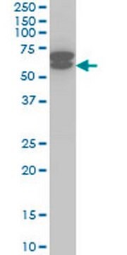 Anti-ETV6 Mouse mAb (3B10) liquid, clone 3B10, Calbiochem&#174;