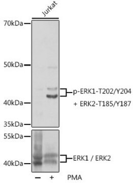 Anti-Phospho-Erk1/2-T202/Y204 antibody produced in rabbit