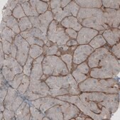 Monoclonal Anti-LAMB1 antibody produced in mouse Prestige Antibodies&#174; Powered by Atlas Antibodies, clone CL2970, purified immunoglobulin, buffered aqueous glycerol solution