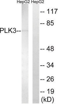 Anti-PLK3 antibody produced in rabbit affinity isolated antibody