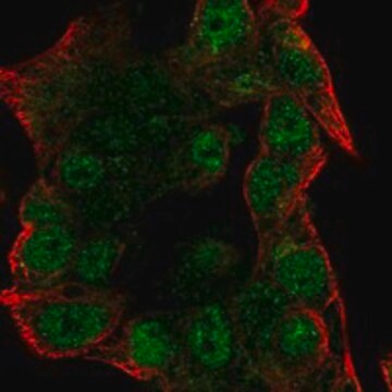 Anti-Nfat5 Antibody Produced In Rabbit Prestige Antibodies&#174; Powered by Atlas Antibodies, affinity isolated antibody, buffered aqueous glycerol solution