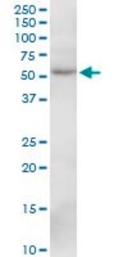 Anti-SIL1 antibody produced in mouse purified immunoglobulin, buffered aqueous solution