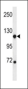 ANTI-NDST1(C-TERMINAL) antibody produced in rabbit affinity isolated antibody, buffered aqueous solution