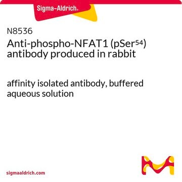 Anti-phospho-NFAT1 (pSer54) antibody produced in rabbit affinity isolated antibody, buffered aqueous solution