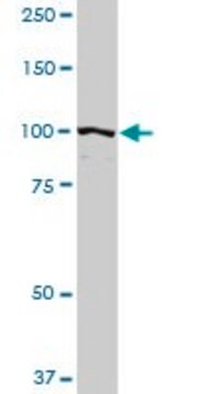 Anti-PDCD6IP antibody produced in rabbit purified immunoglobulin, buffered aqueous solution