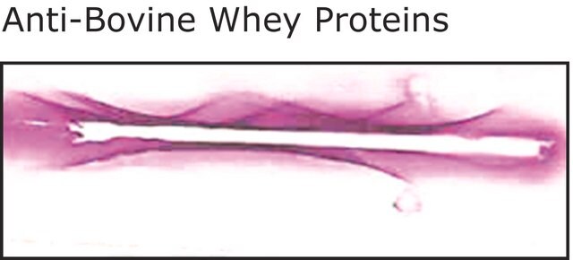 Anti- Bovine Whey Proteins, antibody produced in rabbit whole antiserum