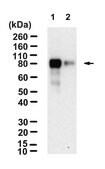 Anti-NFATc1 Antibody, clone 1O16 ZooMAb&#174; Rabbit Monoclonal recombinant, expressed in HEK 293 cells