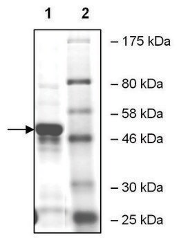 ATAT1 human recombinant, expressed in E. coli, &#8805;55% (SDS-PAGE)