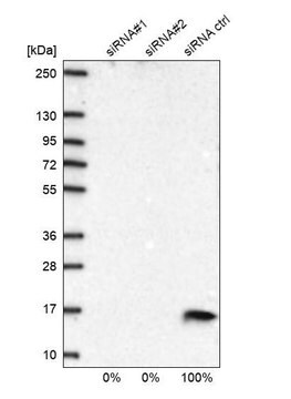 Anti-COX5B antibody produced in rabbit Prestige Antibodies&#174; Powered by Atlas Antibodies, affinity isolated antibody, buffered aqueous glycerol solution