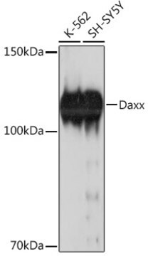 Anti-Daxx Antibody, clone 5B3X4, Rabbit Monoclonal