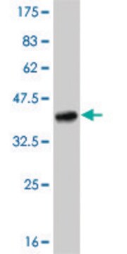 Monoclonal Anti-TLR8 antibody produced in mouse clone 4C6, purified immunoglobulin, buffered aqueous solution