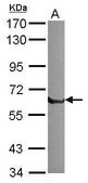 Anti-PLAT antibody produced in rabbit