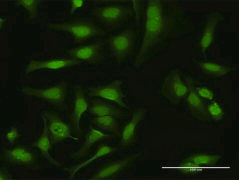 Anti-MAP3K14 antibody produced in rabbit purified immunoglobulin, buffered aqueous solution