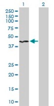 Anti-INPP1 antibody produced in rabbit purified immunoglobulin, buffered aqueous solution